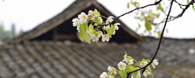 清明节拜祖发朋友圈的句子及感悟 适合清明节发朋友圈的句子