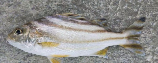 豆瓣青鱼怎样做 豆瓣青鱼怎样做