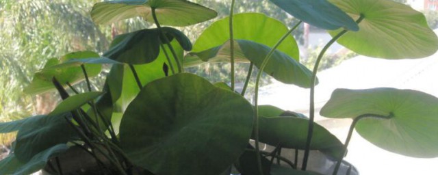 莲子花盆景种植方式 莲子怎么种植
