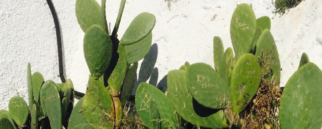 种仙人掌的技巧 仙人掌的种植技巧