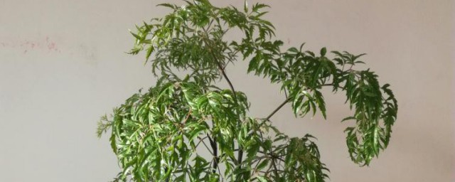 羽叶福寿竹的养殖技巧 羽叶福寿竹怎样养殖