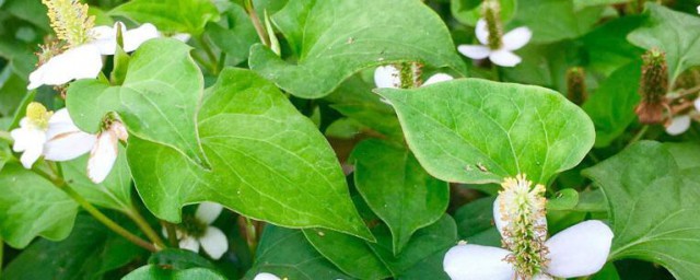 折耳根和鱼腥草的区别 折耳根和鱼腥草有何不同