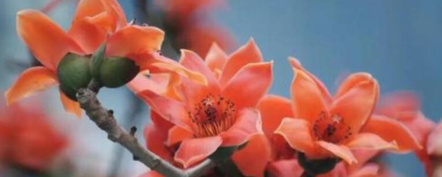 木棉花嫁接的方式 木棉花如何嫁接