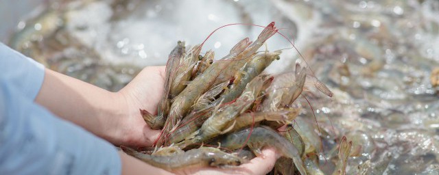怎样做冷冻虾好吃 精确的冷冻虾做法是这样的