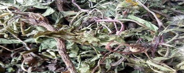 蒲公英花怎样晒干制茶 蒲公英花怎样晒干制茶