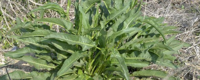 野菠菜怎样吃 野菠菜的吃法