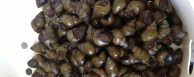 螺丝上面的青苔怎样洗得干净 螺丝上面的青苔怎样办