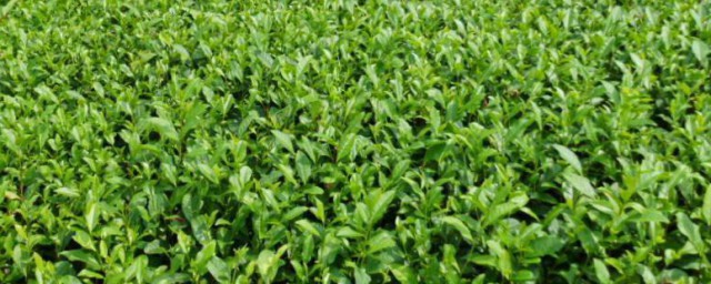 茶苗自己种植技巧 茶苗自己怎样种植