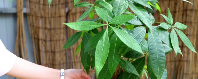 室内种植发财树办法 室内怎么养好发财树