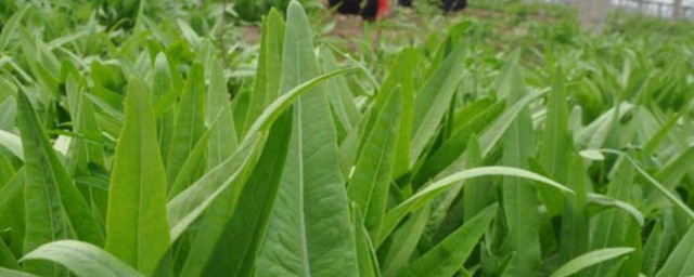 紫红油麦菜种植技巧 紫红油麦菜怎样种植