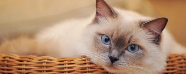猫床简单如何做 自制简易猫床的方式