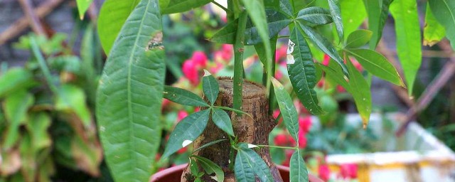 发财树的种植技巧大全 最实用的发财树种植技巧分享