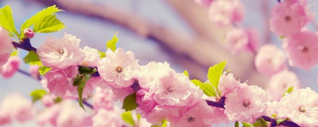 春游樱花拍摄要领 樱花的拍摄方式
