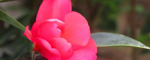 过年买茶花的养护办法 茶花怎么养护