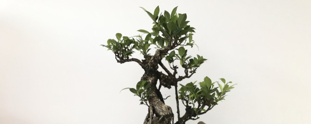 人参榕盆景浇水技巧 人参榕盆景怎样浇水