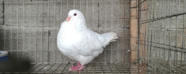 元宝鸽的喂养技巧 元宝鸽的饮水怎样管理