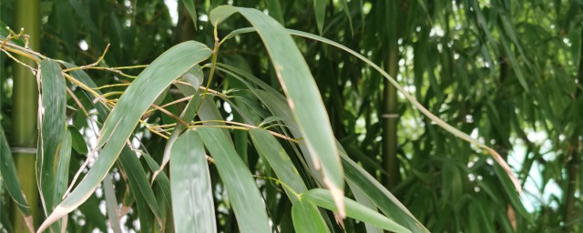 夏威夷竹最佳修剪技巧 夏威夷竹子怎样修剪