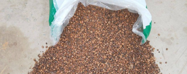 用大豆做底肥的使用办法 如何用黄豆做肥料