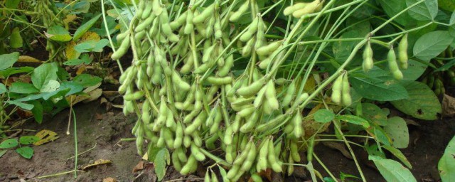 大棚种毛豆管理办法 大棚毛豆种植技术