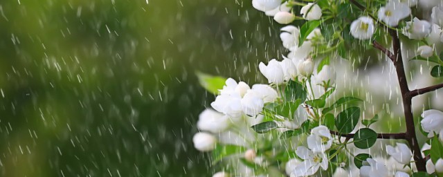 关于春雨绵绵的心情说说有哪些 春雨时节最适合发朋友圈的句子