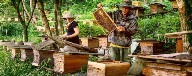 土蜂几月割蜜 土蜂介绍