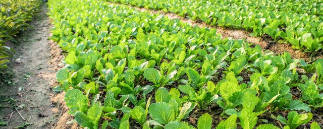 早春盆种油菜要领 油菜喜欢哪种土壤