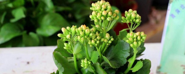 长寿花种子种植时间和方式 长寿花种子怎么种植