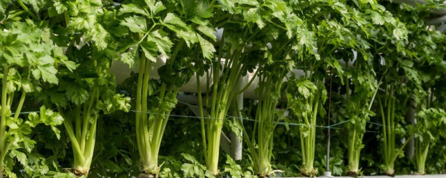 缅甸香菜种植技巧 缅甸香菜什么时候种最合适