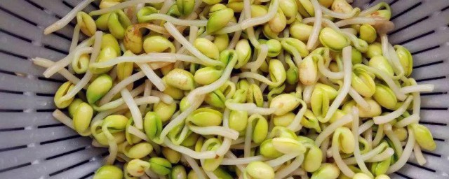 黄豆发芽的精确技巧 黄豆怎样发芽