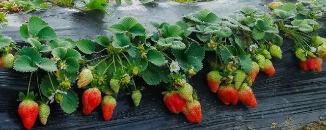 庭院草莓种植技巧 庭院草莓怎样种植
