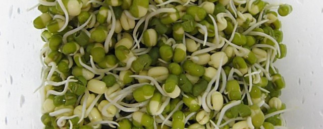 绿豆放在水里发芽技巧 怎样使绿豆在水里发芽