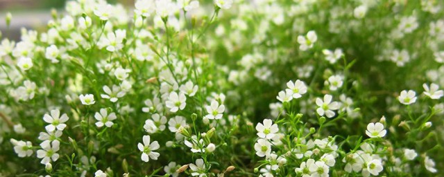 满天星催芽技巧 满天星怎样催芽技巧