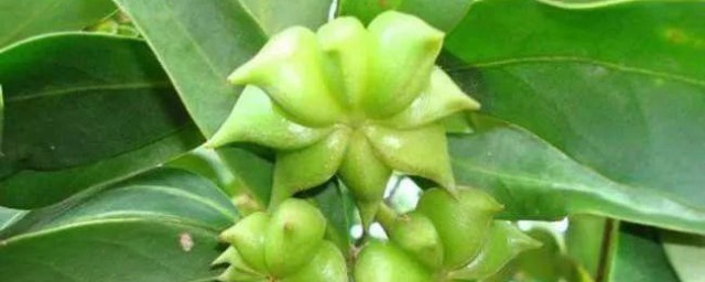 八角最佳种植技巧 八角怎样种植