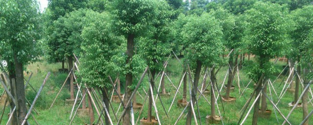 香樟树种的培植方法 香樟树如何培植