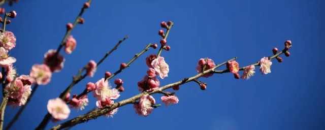 梅花修剪的办法 梅花的修剪方法