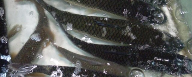 水箱养草鱼的最佳技巧 水箱怎样养草鱼