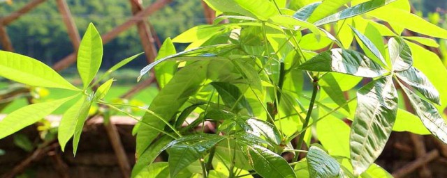 招财树的除虫办法 招财树的除虫办法功略