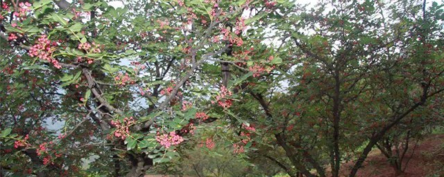 花椒树拉枝最好技巧 花椒树怎样拉枝