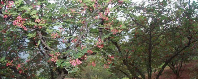 花椒树拉枝最好方式 花椒树怎么拉枝