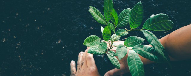 春天种植果苗办法 春天种植果苗办法介绍