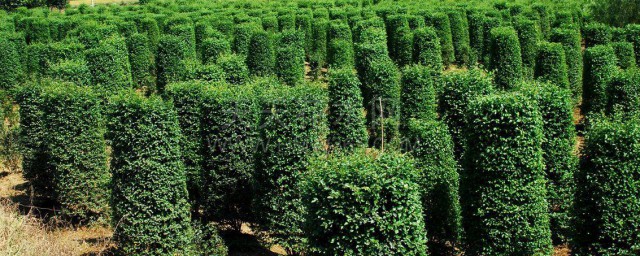 老桩油茶移栽技巧 老桩油茶怎样移植