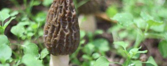 德国野生羊肚菌 德国野生羊肚菌怎么做