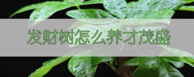 发财树怎样培养才会茂盛 发财树喜欢什么土壤