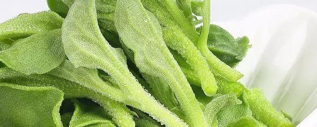 凉拌冰草需要焯水吗 凉拌冰草是否要焯水