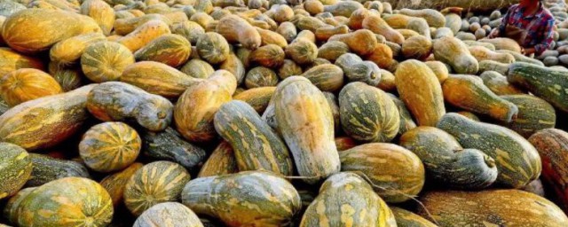 盆栽南瓜种植要领和时间 盆栽南瓜如何种植