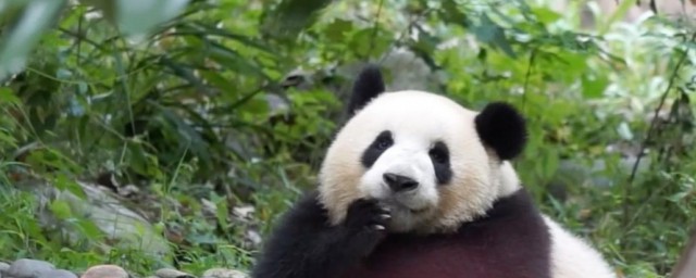 熊猫是熊吗 熊猫的简单介绍