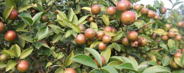 油茶种植的几种要领 油茶树的种植要领