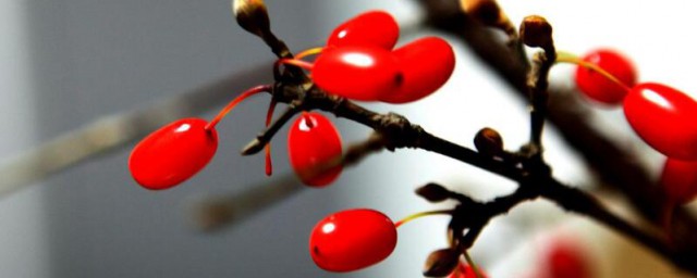 插茱萸意在表达什么 插茱萸是什么意思