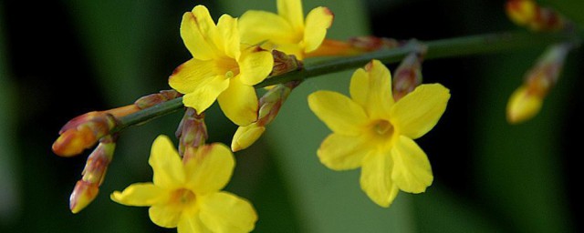 迎春花摘芽要领 迎春花快速发芽要领介绍