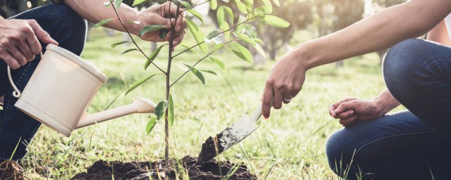 移栽老桩种植技巧 移栽老桩成活率高的技巧简介